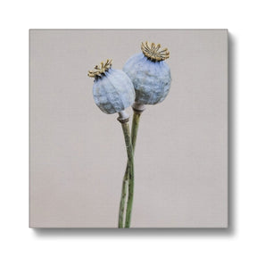 Poppy Seed Pods